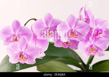 Pink orchid branch with blooming flowers. Botanical floral composition with green leaves. Tropical plant indoor decoration. Natural beauty concept for Stock Photo