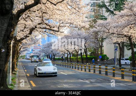 South Korea, Busan, Suyeong-gu, cherry blossoms Stock Photo