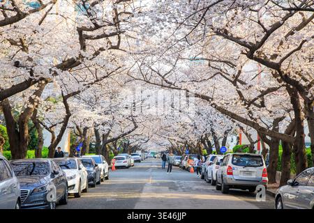 South Korea, Busan, Suyeong-gu, cherry blossoms Stock Photo