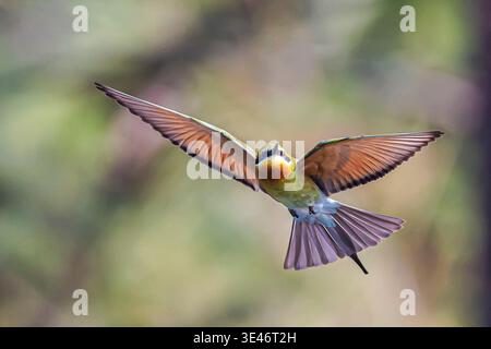 India, Kerala, Thottada, blue tailed bee eater (Merops philippinus) Stock Photo