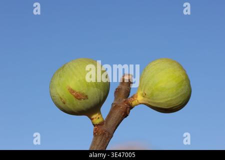 ripening fig fruits on the tree Stock Photo