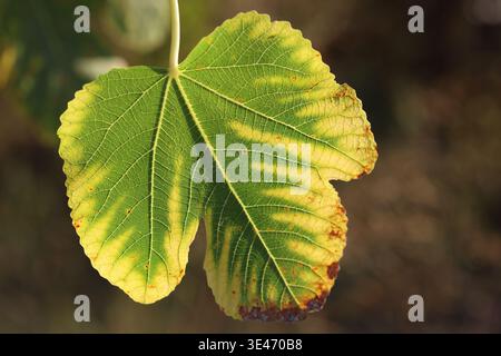 close up of fig tree leaf Stock Photo