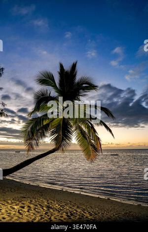 Palm tree leaning over sandy beach at sunset with calm ocean water, small boats, and cloudy sky along the horizon. Stock Photo