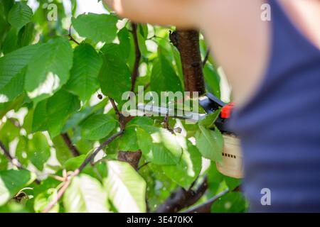 Handheld electric chainsaw cutting through a tree branch among green leaves. Tool in action, tree pruning, backyard work. Stock Photo