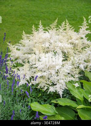 Astilbe (Astilbe 'Brautschleier', Astilbe Brautschleier), blooming, cultivar Brautschleier, Bridal Veil, Netherlands Stock Photo