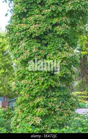 Japanese hydrangea vine (Schizophragma hydrangeoides, Hydrangea hydrangeoides), blooming, Vereinigte Staaten von Amerika Stock Photo