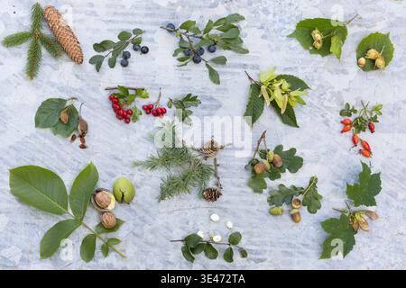tree pelmanism, Memory Game with leaves and fruits from various trees in autumn Stock Photo
