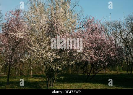 Blooming orchard with white and pink cherry and plum trees under blue sky, perfect for spring landscapes, travel content, eco lifestyle and seasonal Stock Photo