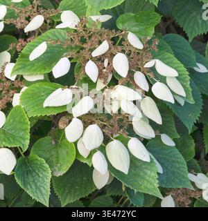 Japanese hydrangea vine (Schizophragma hydrangeoides, Hydrangea hydrangeoides), inflorescence Stock Photo