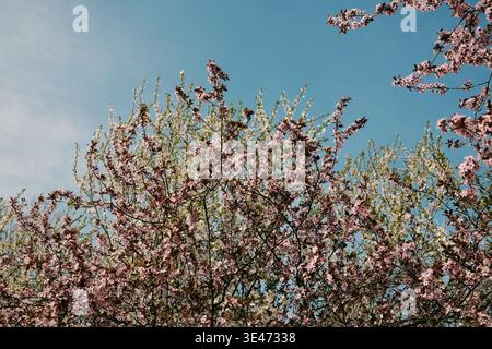Blooming white and pink cherry plum branches against blue sky, perfect for seasonal advertising, nature backgrounds, eco branding and springtime Stock Photo