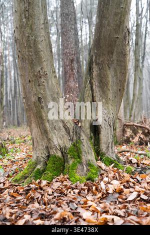 Close-up of European beech (Fagus sylvatica) tree trunk with green moss at the base in a misty autumn forest. Stock Photo