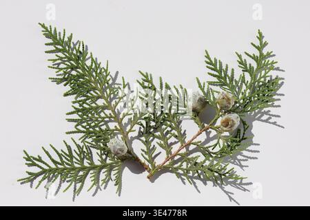 leaves seed cones of Thuja Orientalis on white background Stock Photo