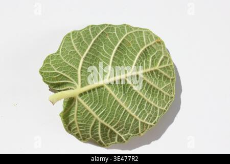 close up of fig tree leaf isolated on white Stock Photo