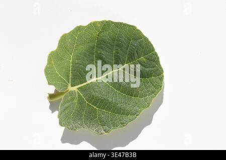 close up of fig tree leaf isolated on white Stock Photo