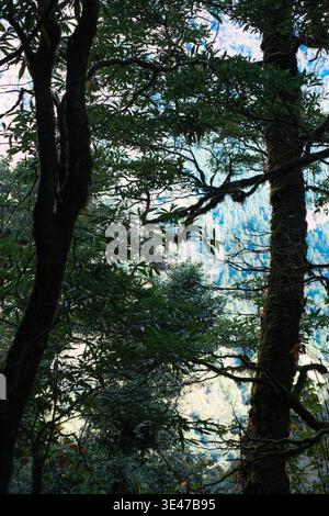 A deep forest scene with tall dense trees, overlapping branches, and filtered sunlight creating layers of foliage and shadows, glimpses of distant mou Stock Photo