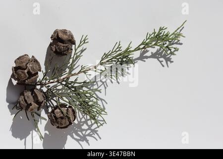 seed cones of mediterranean cypress isolated on white Stock Photo