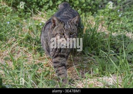 Portrait of a tabby cat in a kitchen garden Stock Photo
