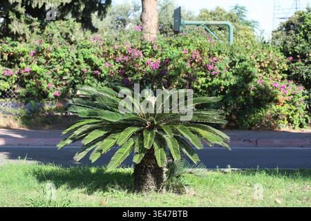 Sago palm (Cycas Revoluta) Plant in the park Stock Photo