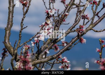 Peach flowers blooming on a tree Stock Photo