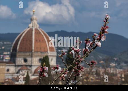 Peach flowers blooming on a tree with Florence duomo cathedral in background, Italy Stock Photo