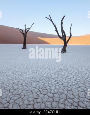 Silhouettes of dead Camelthorn trees at sunrise in Deadvlei, Namib-Naukluft National Park, Namibia. A surreal desert landscape Stock Photo