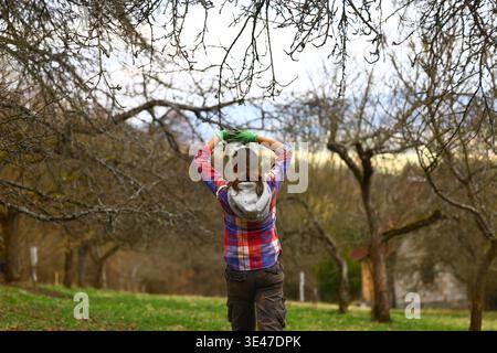 Woman joyfully tending to tree branches in an early‑spring orchard, capturing a moment of pleasure in outdoor work, mindful gardening and the calm, gr Stock Photo