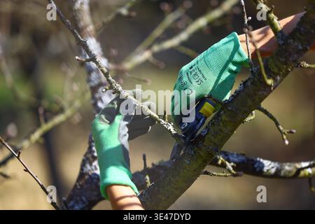 Close‑up of a woman pruning a tree branch with gardening gloves and shears, capturing the atmosphere of spring garden maintenance, rural lifestyle Stock Photo