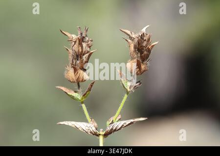 seed cones of river oak (Casuarina cunninghamiana) tree isolated on white Stock Photo