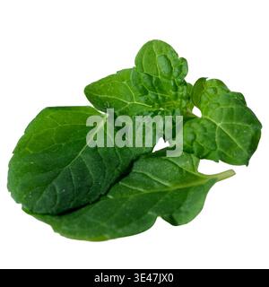 Lemon balm leaves shine vibrant green against a pure white background. Stock Photo