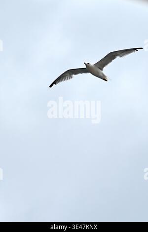 Seagull flying in the clear sky with wings spread wide viewed from below. Stock Photo