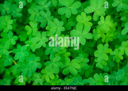 Green Clover Leaves Background Full Frame Nature Texture. High quality photo Stock Photo