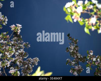 Upward view of a deep blue night sky framed by blooming spring cherry blossoms with illuminated leaves in the foreground. The scene represents tranqui Stock Photo