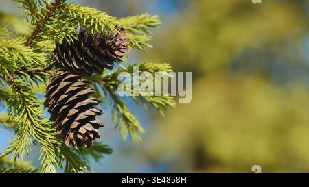 Two pine cones hanging from a fir branch with green needles Stock Photo