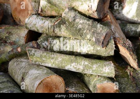 Pile of uncut birch firewood stacked outdoors. Natural birch logs with white bark in a wood heap, unprocessed and unsplit. Stock Photo