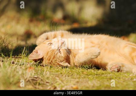 Red cat lying on its back in the grass enjoying the sun Stock Photo
