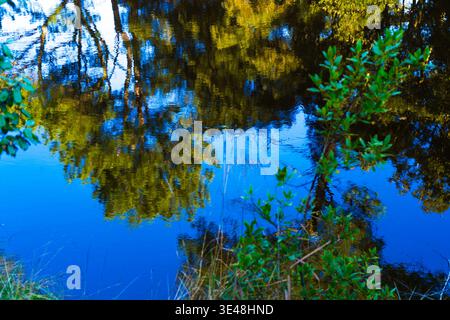 Artistic abstract nature background featuring blurred tree reflections on calm water illuminated by warm golden sunlight. A serene dreamy composition Stock Photo