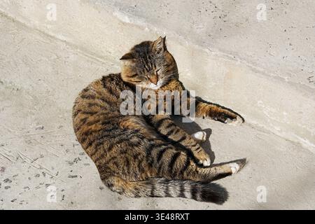 Tabby cat curls on concrete, basking in sun. Eyes gently closed, relaxed posture shown. Soft striped fur contrasts with gray pavement. Stock Photo