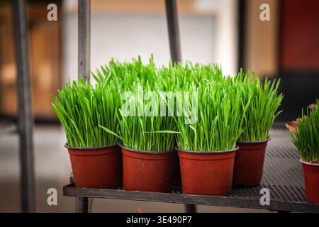 Bright green wheatgrass in small pots in Serbia, associated with Bozicna psenica, a traditional Christmas wheat grown during the winter holidays as a Stock Photo