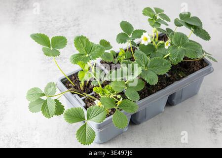 Young growing strawberry plants with flowers in grey container box on stone table. Horticulture concept.Planting seedlings from pots in soil in garden Stock Photo