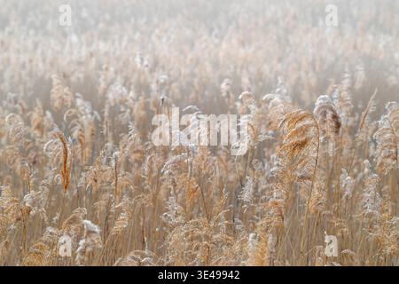Common reed (Phragmites australis) panicles / seed heads swaying in the wind in reedbed / reed bed at wetland on a misty morning in spring Stock Photo