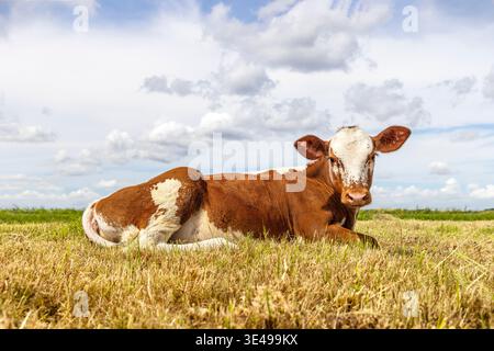 Sassy cow calf lying curled up looking at camera in the dry yellow grass, a calf red and white Stock Photo