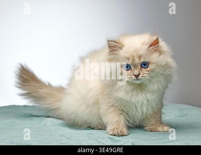 Fluffy white Siberian colorpoint kitten (Neva Masquerade breed) with bright blue eyes on a blue plaid background. Cute purebred domestic cat portrait Stock Photo