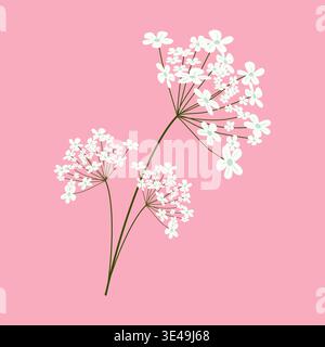 White wild flowers branch vector isolated on transparent background. Gypsophila blossom bouquet in flat style Stock Vector