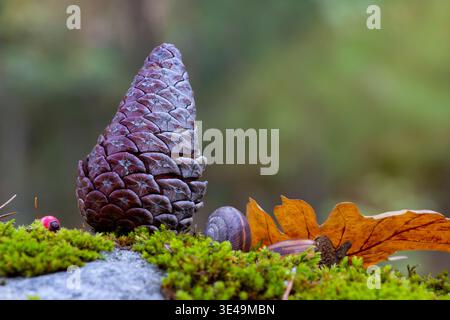 Pine cone on moss with snail shell and autumn leaf, macro close-up, soft natural blurred background, forest floor scene, copy space wall art. Stock Photo
