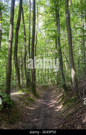 Dirt path winding through a dense green forest on a summer day Stock Photo