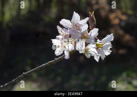 Delicate cherry blossoms opening on a branch against a blurred natural background, bavaria, germany Stock Photo