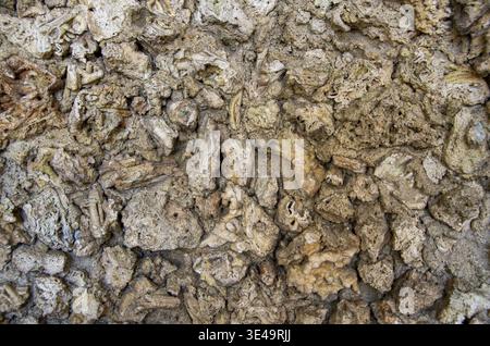 Coquina rock wall full frame showing porous natural limestone texture Stock Photo