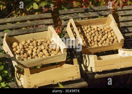 Walnuts drying in wooden boxes on chairs in the autumn sun Stock Photo