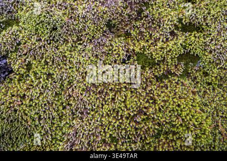 Green moss growing densely creating a vibrant natural texture Stock Photo
