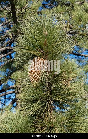 Coulter Pine or Pinus Coulteri with large pine cone growing in the Angeles National Forest Stock Photo